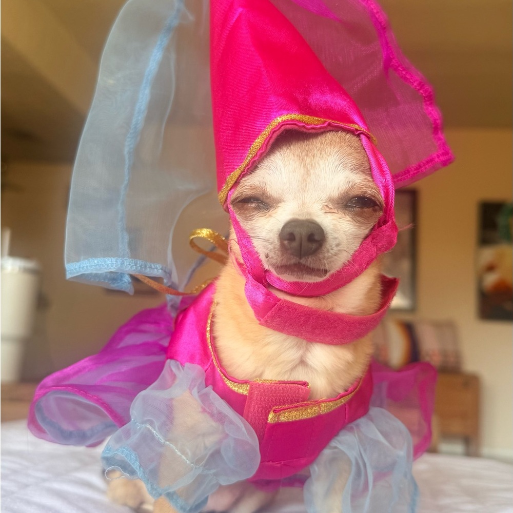 👑 XS Princess Dog Costume – Dress + Hat
